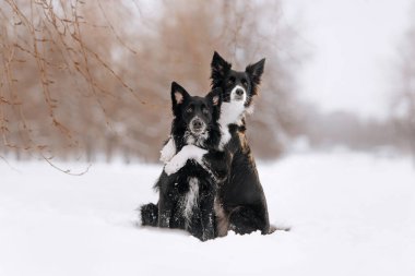 Karda sarılan iki çoban köpeği.