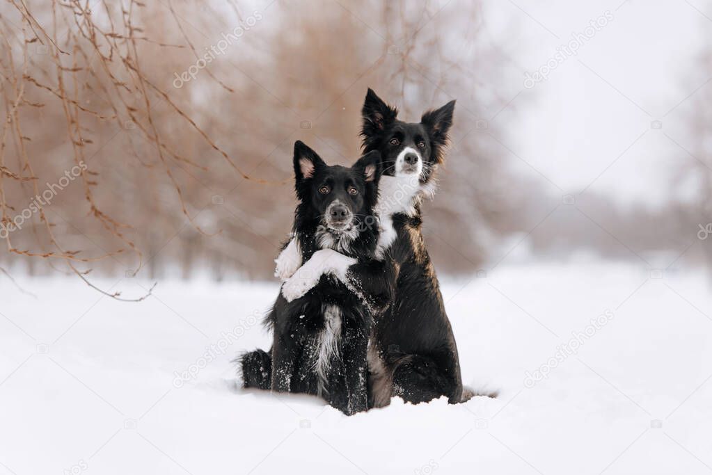 two border collie dogs hugging in the snow outdoors