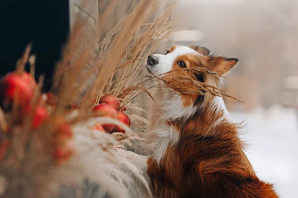 Czerwony i biały pies collie granicy na zewnątrz w zimie — Zdjęcie stockowe