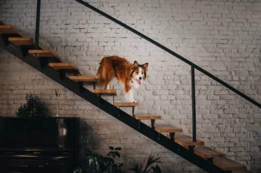 Mutlu sıkıcı çoban köpeği kapalı bir merdivende duruyor.