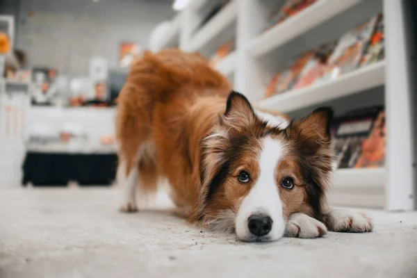 Border kolie pes pózování v knihkupectví — Stock fotografie