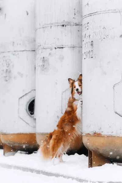 Rosso e bianco bordo collie cane all'aperto in inverno — Foto Stock