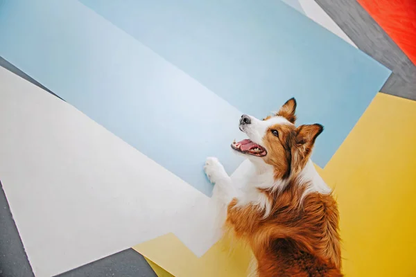 Bordo collie cane in piedi su un muro colorato con le zampe — Foto Stock