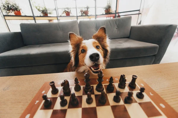 Vermelho e branco fronteira collie cão jogando xadrez dentro de casa — Fotografia de Stock