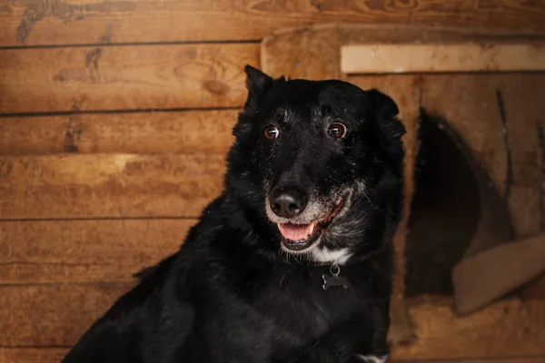 Negro mestizo perro posando en animal refugio jaula — Foto de Stock