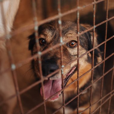 Melez köpek hayvan barınağında oturuyor.