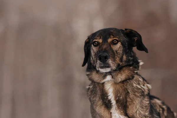 Gemengd ras hond portret buiten in de winter — Stockfoto