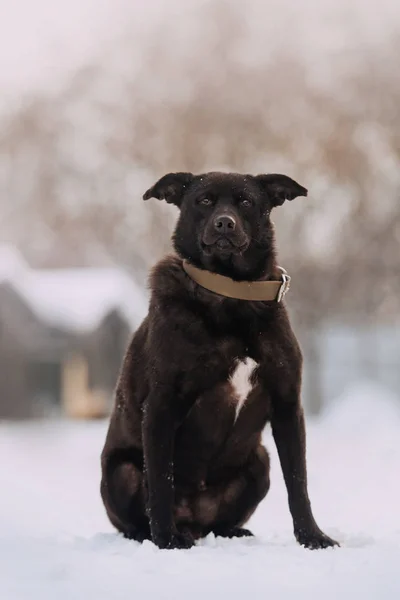 Chien de race mixte noir posant dans la neige — Photo