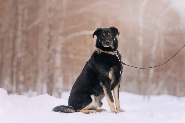 大杂种狗坐在外面的雪地里 — 图库照片