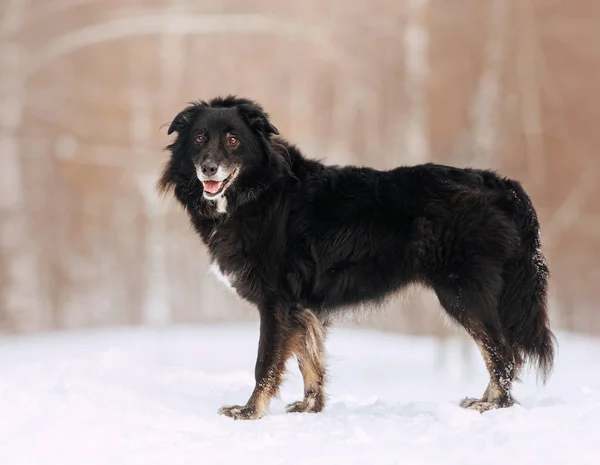 Gammel blandet race hund poserer udendørs om vinteren - Stock-foto