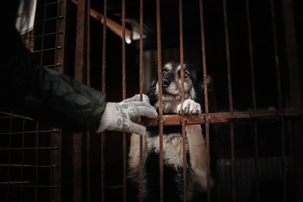 Sad mixed breed dog posing in a cage in animal shelter — Stock Photo, Image