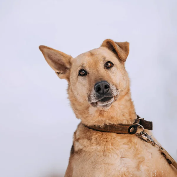 Velho pastor alemão mistura cão retrato com falen orelha — Fotografia de Stock