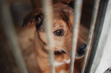 Kırmızı melez köpek bir barınak kafesinde portreyi kapatır.