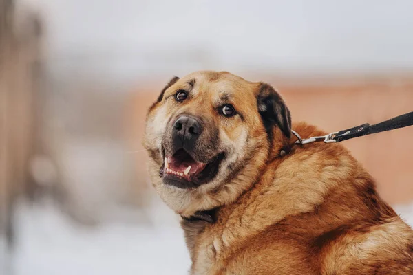 Gelukkig gemengd ras hond portret terugkijkend — Stockfoto
