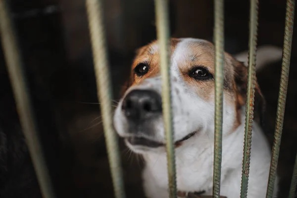 Triste cane di razza mista in posa in una gabbia in rifugio per animali — Foto Stock