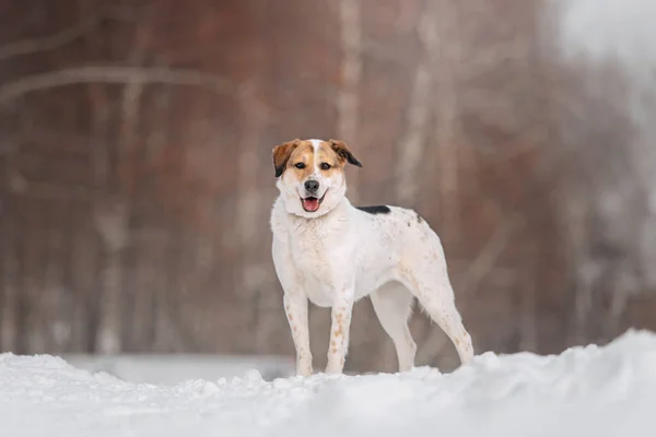 Felice cane di razza mista in posa all'aperto in inverno — Foto Stock