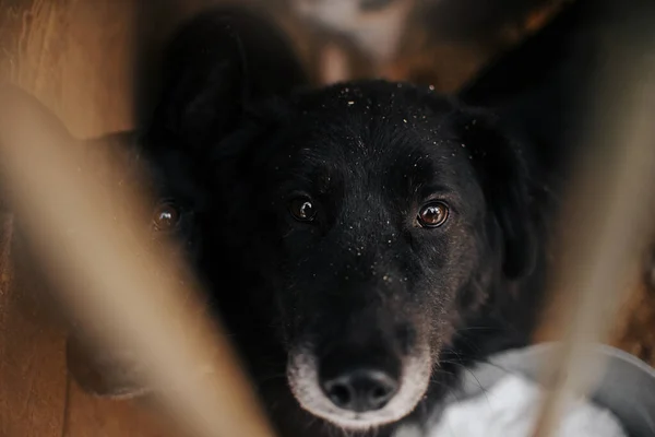 Deux chiens noirs de race mixte portrait derrière les barreaux dans un refuge pour animaux — Photo