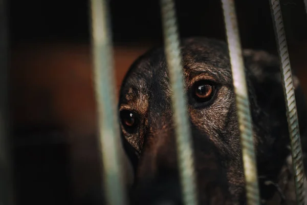 Primer plano de los ojos de perro tras las rejas en refugio de animales —  Fotos de Stock