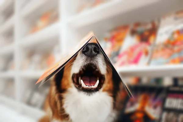 Chien heureux tient un magazine sur sa tête dans un magasin — Photo