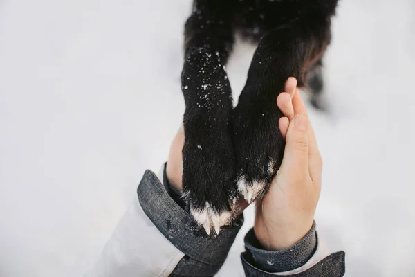 Menschenhände halten Hundepfoten liebevoll im Freien — Stockfoto