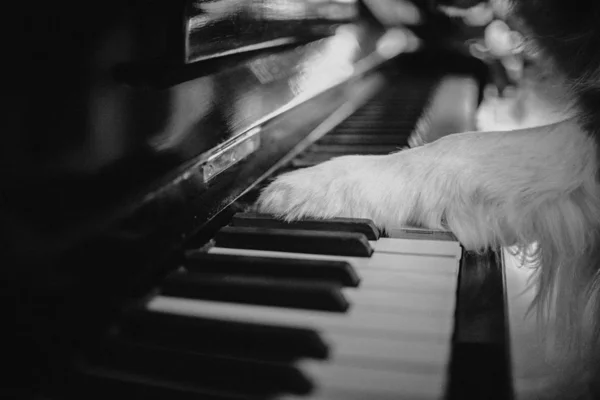 Primo piano di zampa di cani su tastiera di pianoforte — Foto Stock