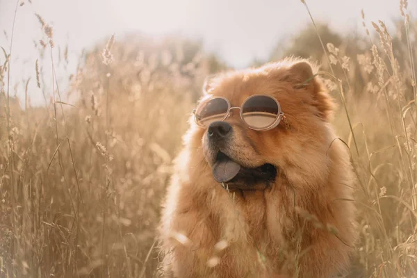 Chow chow dog posing in sunglasses in summer — Stock Photo, Image