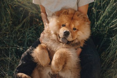 Chow Chow köpeği sahibinin kucağında yatıyor.