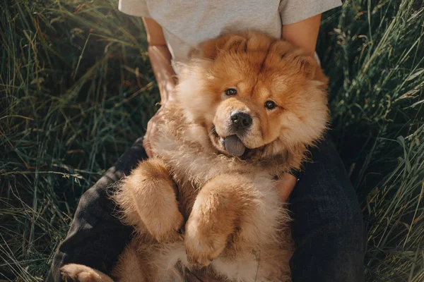 Chow Chow köpeği sahibinin kucağında yatıyor.