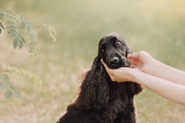 Sahibi elinde İngiliz cocker spaniel köpeğiyle yazın dışarı çıkıyor.