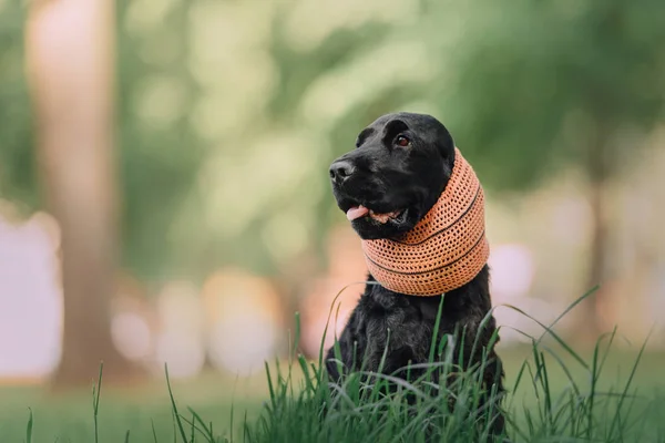 Englischer Cockerspaniel trägt Gehörschutz im Freien — Stockfoto