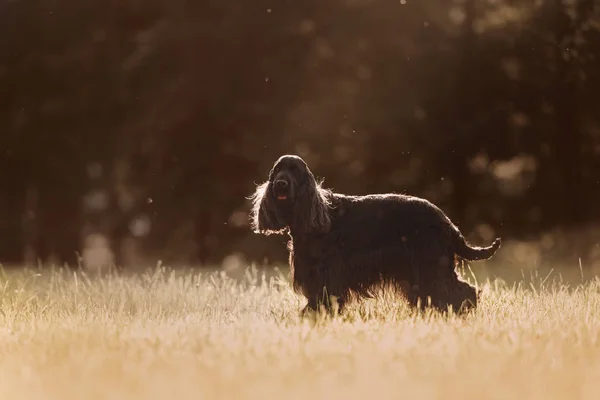 English cocker spaniel dog posing outdoors in sunlight — стоковое фото