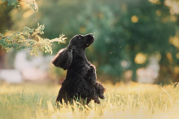 Preto inglês cocker spaniel cão posando ao ar livre no verão — Fotografia de Stock