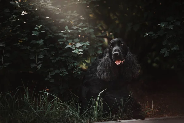 Schwarzer englischer Cocker Spaniel Hundeporträt im Gebüsch — Stockfoto