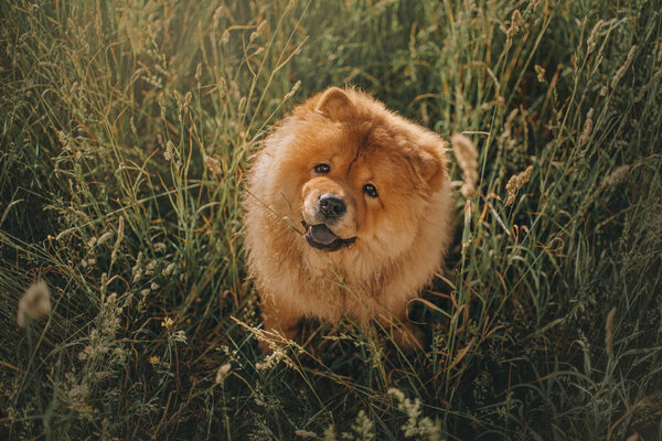 Счастливая чау-чау собака позирует в высокой траве летом

