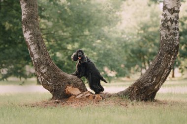 İngiliz cocker spanyel köpeği yazın parkta poz veriyor.