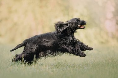 İngiliz cocker spaniel dog yazın dışarı koşuyor.