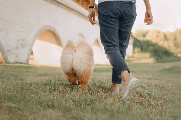 Achteraanzicht van eigenaar walking chow dog outdiirs — Stockfoto