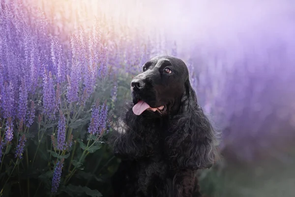 Inglês cocker spaniel cão retrato em flores de campo — Fotografia de Stock