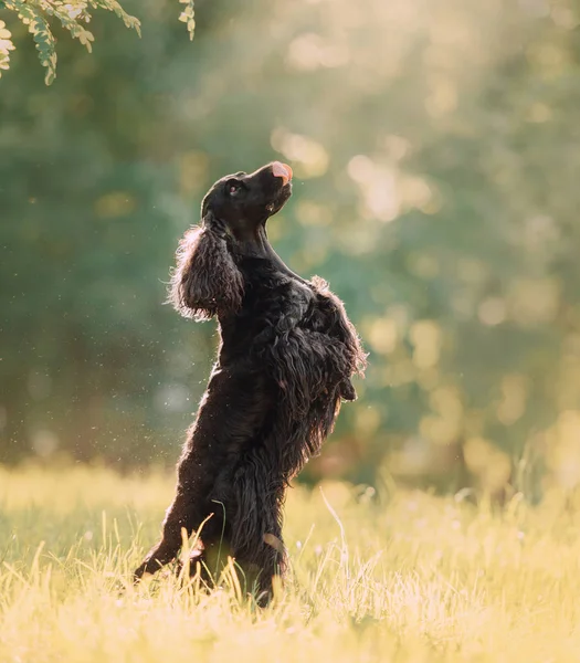 English cocker spaniel dog jumping up outdoors — стоковое фото