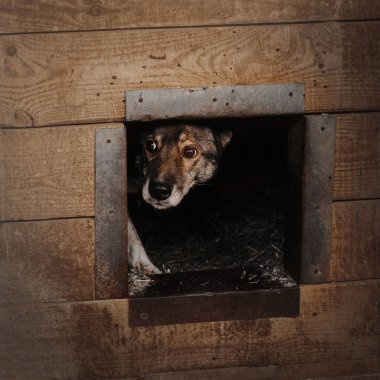 Bir köpek kulübesinde saklanan korkmuş melez köpek.