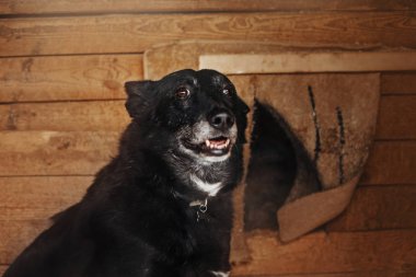 old mixed breed dog posing inside an animal shelter cage clipart