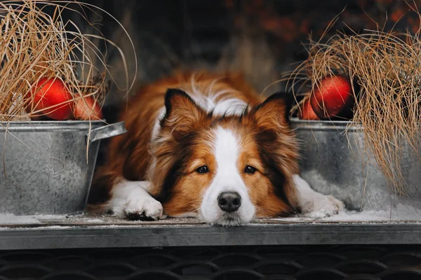 Red and white border collie dog lying down outdoors — Stock Photo, Image