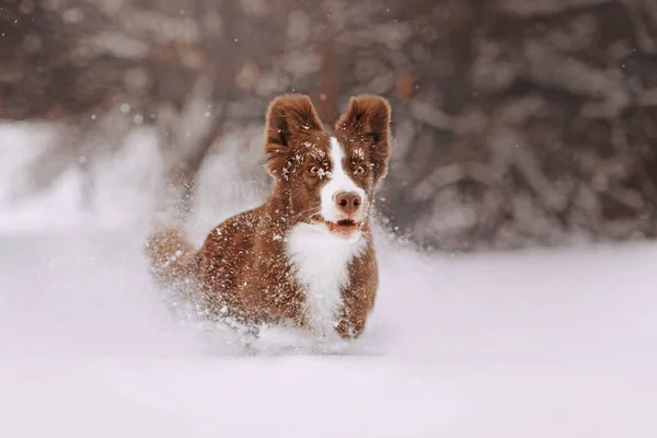 สุนัขคอลลี่ชายแดนมีความสุขวิ่งในหิมะ — ภาพถ่ายสต็อก