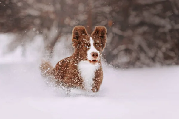 Feliz frontera collie perro corriendo en la nieve —  Fotos de Stock