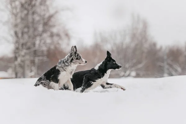 Deux chiens collie frontière à l'extérieur en hiver — Photo