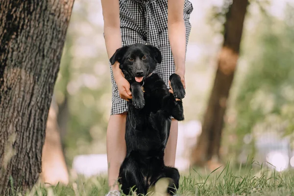 Bonito preto misto raça cão posando ao ar livre no verão — Fotografia de Stock