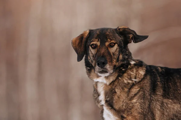 Chien de race mixte avec oreille drôle posant à l'extérieur — Photo