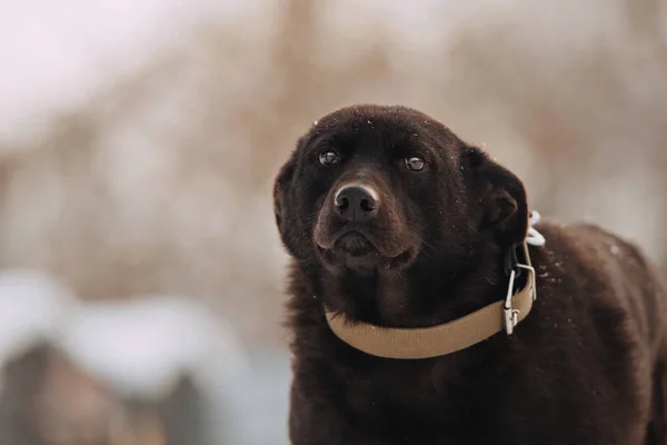 Tímido cão misto posando ao ar livre no inverno — Fotografia de Stock