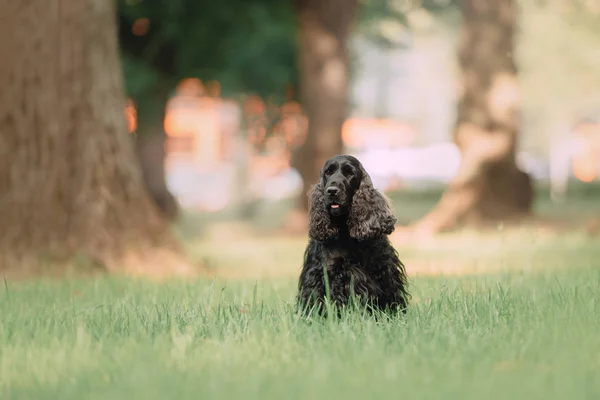 Negro inglés cocker spaniel perro sentado en el parque — Foto de Stock