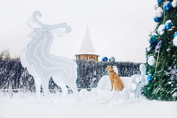 Mixed breed dog posing in the sleigh by a Christmas tree — Stock Photo, Image